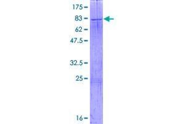 EARS2 Protein (AA 1-523) (GST tag)