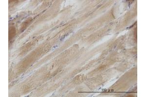 Image no. 1 for anti-SH3 Domain Binding Glutamic Acid-Rich Protein (SH3BGR) (AA 1-240) antibody (ABIN598927) (SH3BGR Antikörper  (AA 1-240))