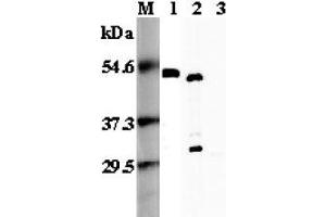 Western blot analysis using anti-FOXP3 (mouse), pAb  at 1:5'000 dilution. (FOXP3 Antikörper)