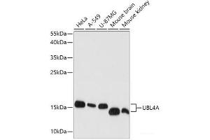 Western blot analysis of extracts of various cell lines using UBL4A Polyclonal Antibody at dilution of 1:1000. (UBL4A Antikörper)