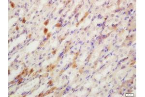 Formalin-fixed and paraffin embedded mouse stomach labeled with Rabbit Anti-YES1 Polyclonal Antibody, Unconjugated  at 1:200 followed by conjugation to the secondary antibody and DAB staining (YES1 Antikörper  (AA 441-541))