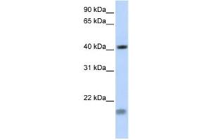 Western Blotting (WB) image for anti-Short Stature Homeobox 2 (SHOX2) antibody (ABIN2458013) (SHOX2 Antikörper)