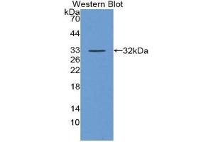 Western Blotting (WB) image for anti-Complement Decay-Accelerating Factor (CD55) (AA 35-285) antibody (ABIN3208584) (CD55 Antikörper  (AA 35-285))