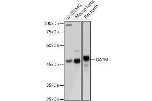 Western blot analysis of extracts of various cell lines, using GATM Rabbit pAb (ABIN6133283, ABIN6140984, ABIN6140985 and ABIN6222282) at 1:3000 dilution.