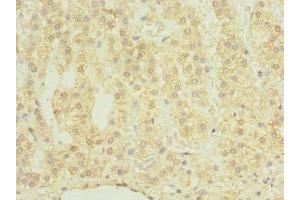 Immunohistochemistry of paraffin-embedded human adrenal gland tissue using ABIN7147636 at dilution of 1:100 (CHAD Antikörper  (AA 23-359))