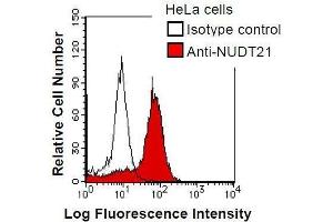 HeLa cells were fixed in 2% paraformaldehyde/PBS and then permeabilized in 90% methanol. (NUDT21 Antikörper)