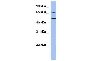 WB Suggested Anti-REPIN1  Antibody Titration: 0. (REPIN1 Antikörper  (Middle Region))