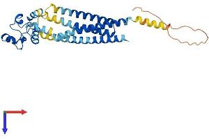 TSPAN12 Protein (AA 1-305) (His tag)