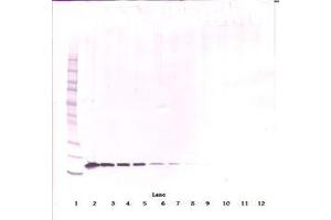 Image no. 1 for anti-Tumor Necrosis Factor (Ligand) Superfamily, Member 13b (TNFSF13B) antibody (ABIN1496804)