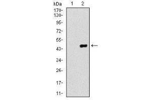 Image no. 2 for anti-Coactosin-Like Protein antibody (ABIN1497532) (COTL1 Antikörper)
