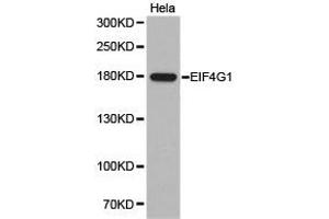 Western Blotting (WB) image for anti-Eukaryotic Translation Initiation Factor 4 Gamma, 1 (EIF4G1) antibody (ABIN1872506) (EIF4G1 Antikörper)