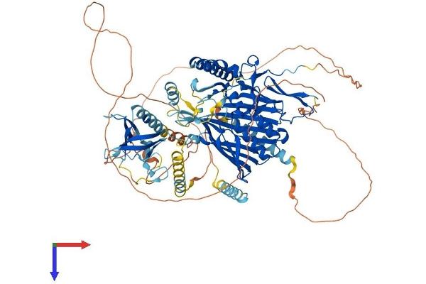 OSBPL8 Protein (AA 1-889) (His tag)