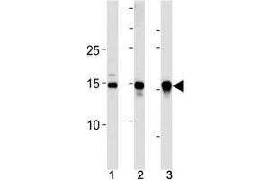 SUMO2/3 antibody western blot analysis in (10 U251 cells, (2)  mouse liver and (3) rat liver lysate. (SUMO2/3 Antikörper  (AA 49-81))