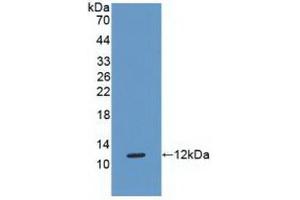 Western Blotting (WB) image for anti-HLA Class I Histocompatibility Antigen, alpha Chain G (HLAG) (AA 29-117) antibody (ABIN7434206)