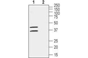 Western blot analysis of human  breast adenocarcinoma cell lysate:1. (Gap Junction Protein, alpha 4, 37kDa (GJA4) Peptid)