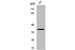 Western Blot analysis of 293 cells using Mos Polyclonal Antibody (MOS Antikörper  (Internal Region))