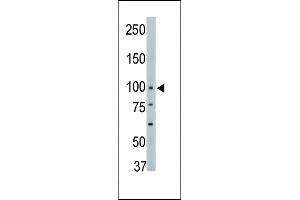 PTPN3 antibody  (AA 366-397)