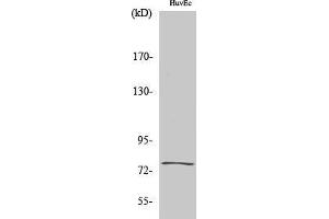 Western Blotting (WB) image for anti-Kallmann Syndrome 1 Sequence (KAL1) (Internal Region) antibody (ABIN3175747) (KAL1 Antikörper  (Internal Region))