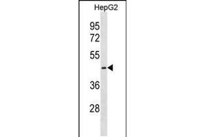 Western blot analysis in HepG2 cell line lysates (35ug/lane). (CTNS Antikörper  (C-Term))