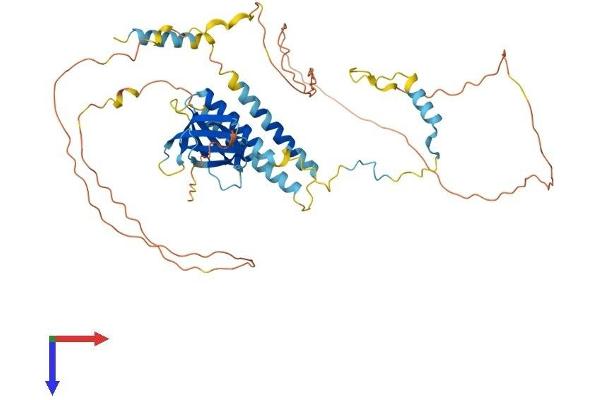 PLEKHO2 Protein (AA 1-495) (His tag)
