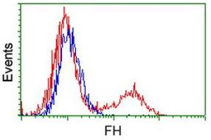 Image no. 2 for anti-Fumarate Hydratase (FH) antibody (ABIN1498267) (FH Antikörper)
