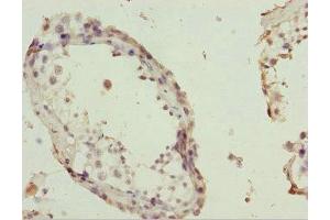 Immunohistochemistry of paraffin-embedded human testis tissue using ABIN7163721 at dilution of 1:100 (POC1A Antikörper  (AA 138-407))
