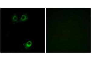 Immunofluorescence (IF) image for anti-Olfactory Receptor, Family 11, Subfamily L, Member 1 (OR11L1) (AA 201-250) antibody (ABIN2890919) (OR11L1 Antikörper  (AA 201-250))