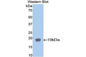 Western Blotting (WB) image for anti-Fatty Acid Binding Protein 2, Intestinal (FABP2) (AA 2-132) antibody (ABIN1078014) (FABP2 Antikörper  (AA 2-132))