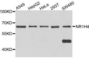 Western blot analysis of extract of various cells, using NR1H4 antibody. (NR1H4 Antikörper)
