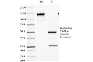 SDS-PAGE Analysis of Purified, BSA-Free MALT1 Antibody (clone MT1/410). (MALT1 Antikörper  (AA 701-808))