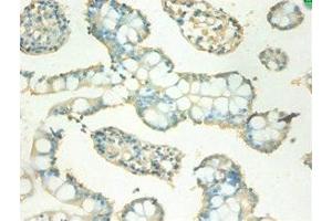 Immunohistochemistry of paraffin-embedded human small intestine tissue using ABIN7159541 at dilution of 1:100 (MT2A Antikörper  (AA 1-59))