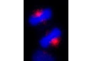 Immunofluorescence (IF) image for anti-Centrosomal Protein 170kDa (CEP170) (C-Term) antibody (ABIN7453393) (CEP170 Antikörper  (C-Term))