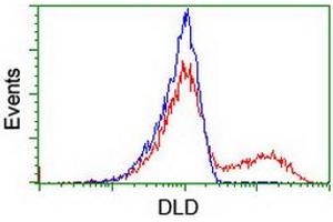 Image no. 1 for anti-Dihydrolipoamide Dehydrogenase (DLD) antibody (ABIN1497845) (DLD Antikörper)