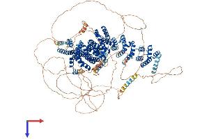 CLASP2 Protein (AA 1-1294) (His tag)