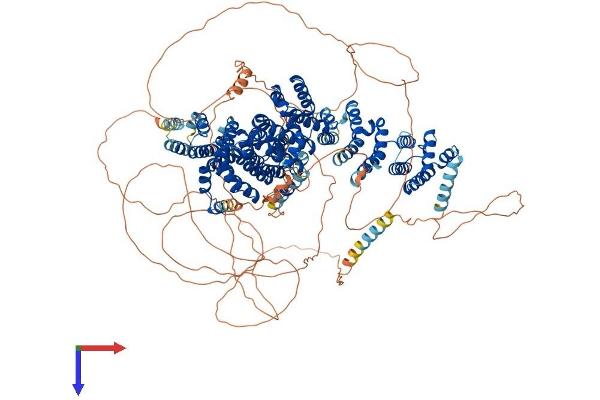 CLASP2 Protein (AA 1-1294) (His tag)