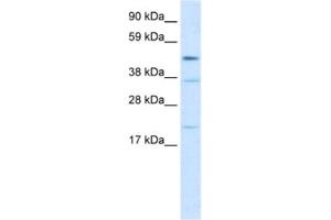 Western Blotting (WB) image for anti-TEA Domain Family Member 1 (SV40 Transcriptional Enhancer Factor) (TEAD1) antibody (ABIN2463844) (TEAD1 Antikörper)