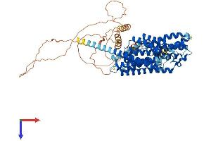 SLC20A2 Protein (AA 1-652) (His tag)