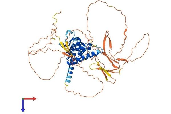 BANP Protein (AA 1-519) (His tag)