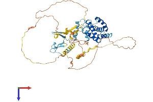 CABLES2 Protein (AA 1-478) (His tag)