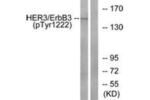Western blot analysis of extracts from HuvEc cells treated with EGF 200ng/ml 30', using HER3 (Phospho-Tyr1222) Antibody.