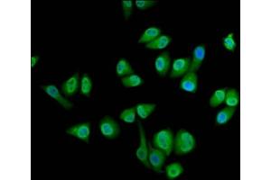 Immunofluorescence staining of Hela cells with ABIN7168647 at 1:133, counter-stained with DAPI. (SEC14L2 Antikörper  (AA 233-358))