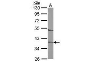 Image no. 2 for anti-Family with Sequence Similarity 164, Member A (FAM164A) (AA 61-261) antibody (ABIN1498203) (FAM164A Antikörper  (AA 61-261))