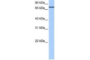 Human HepG2; WB Suggested Anti-ADAD2 Antibody Titration: 0. (ADAD2 Antikörper  (C-Term))