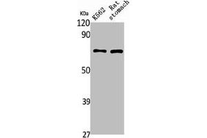 Western Blot analysis of rat stomach K562 cells using PAOX Polyclonal Antibody (PAOX Antikörper  (Internal Region))