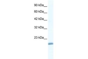 Western Blotting (WB) image for anti-Endothelial Differentiation Related Factor 1 (EDF1) antibody (ABIN2461586) (EDF1 Antikörper)