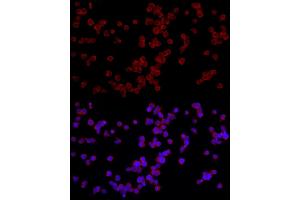 Immunofluorescence (IF) image for anti-Nuclear Factor of Activated T-Cells, Cytoplasmic, Calcineurin-Dependent 3 (NFATC3) (AA 1-290) antibody (ABIN6144558)