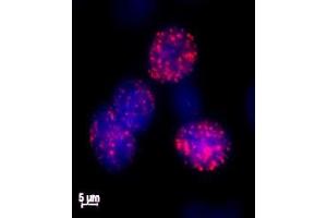 Histone H2AX phospho Ser139 antibody tested by immunofluorescence. (H2AFX Antikörper  (pSer139))