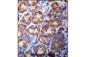 WDR89 Antibody (C-term) (ABIN657331 and ABIN2846400) immunohistochemistry analysis in formalin fixed and paraffin embedded human stomach tissue followed by peroxidase conjugation of the secondary antibody and DAB staining.