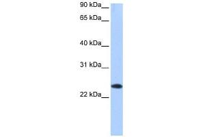 EGLN3 antibody used at 1 ug/ml to detect target protein. (EGLN3 Antikörper)