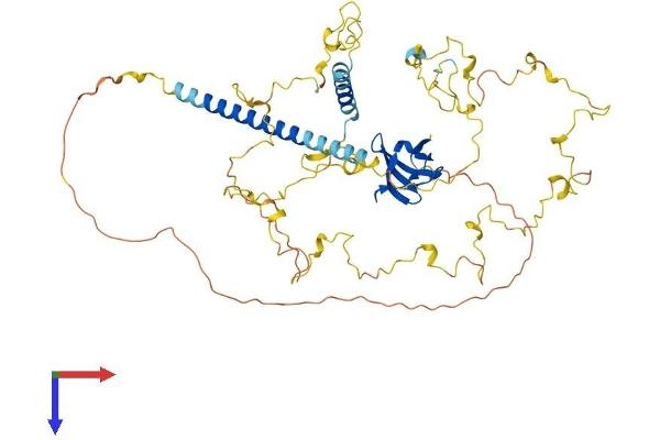 Cortactin Protein (CTTN) (AA 1-550) (His tag)